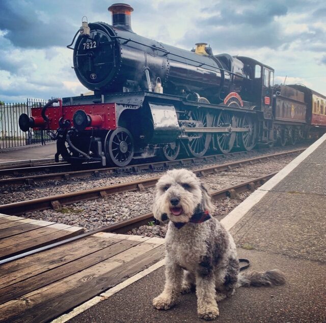 The Railway Dog